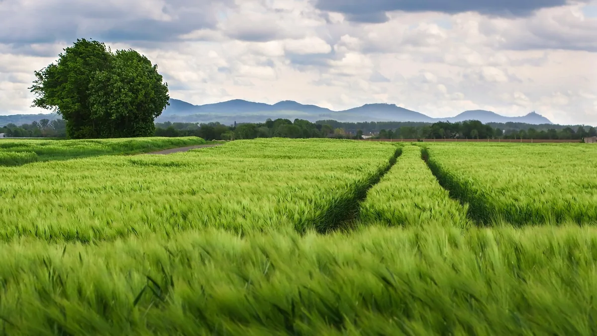 A lush green field with tractor tracks leading towards distant mountains under a cloudy sky, symbolizing a peaceful and