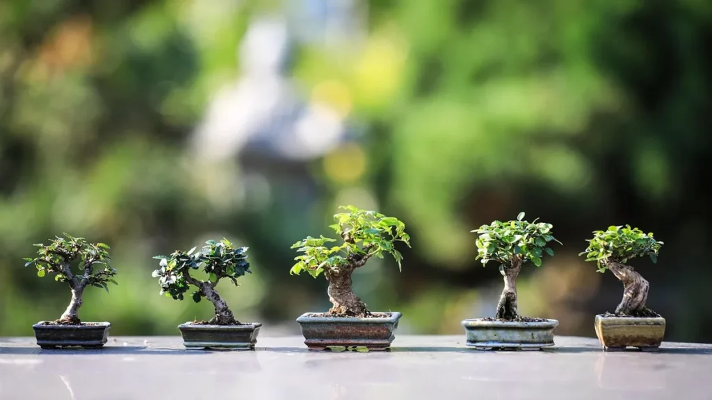 Five small green bonsai trees in ceramic pots lined up against a blurred green background.