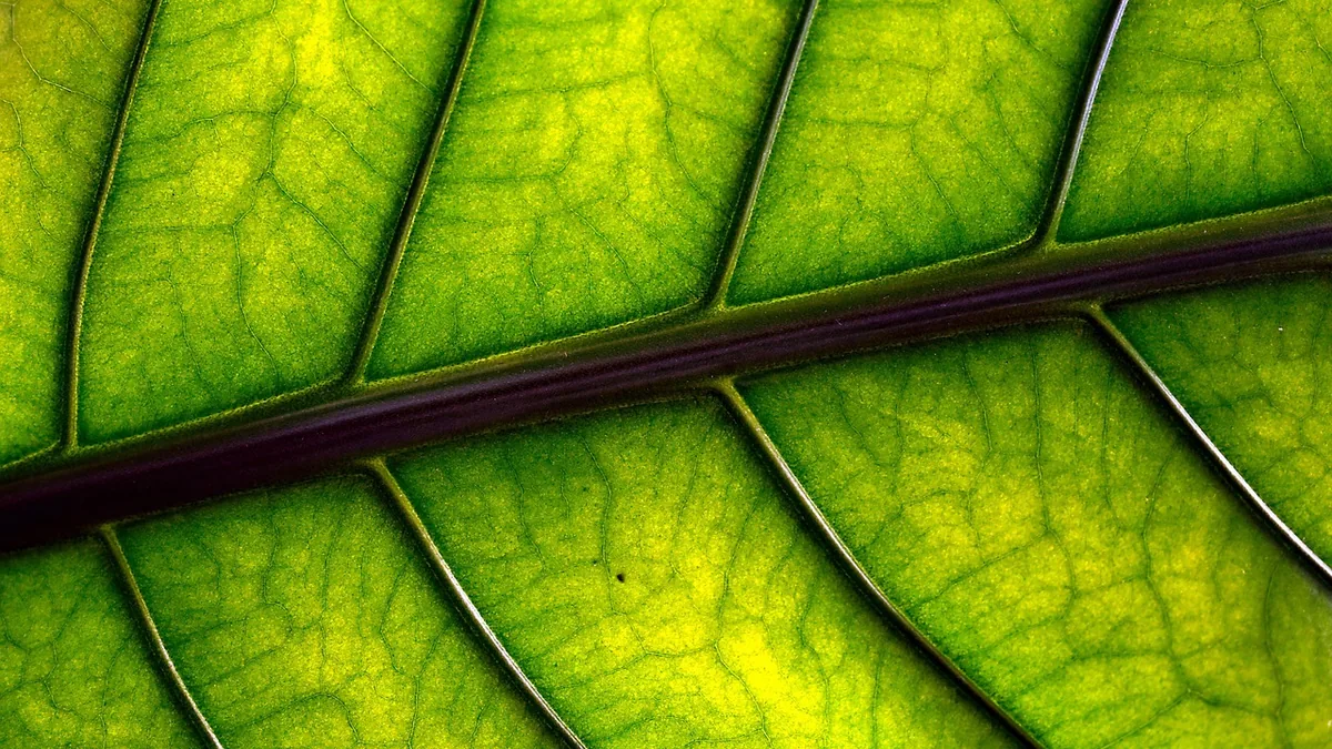 Vibrant green leaf close-up showing detailed veins and a dark purple central stem.