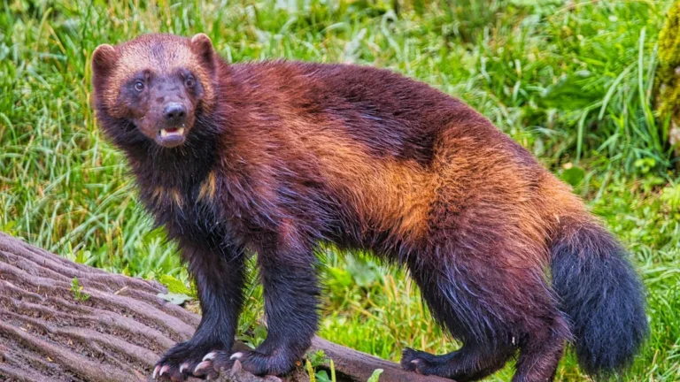 A brown and black wolverine standing on a log with a grassy green background.