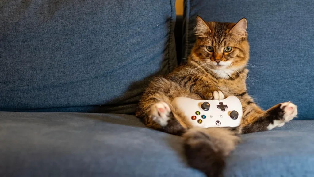 A fluffy tabby cat sits on a blue couch, holding a white Xbox controller with a serious, focused expression.