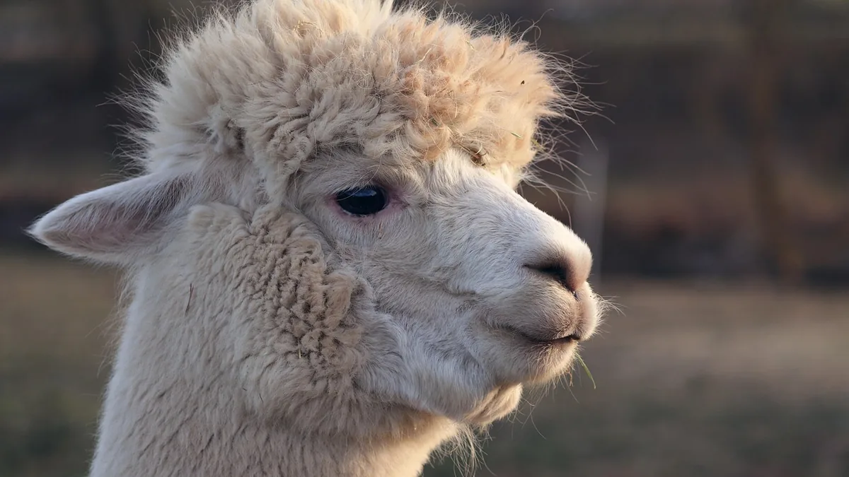 Close-up profile of a fluffy white alpaca looking to the side against a blurred natural background.