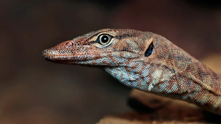 Close-up profile shot of a brown and blue-scaled monitor lizard looking to the left against a blurred brown background.