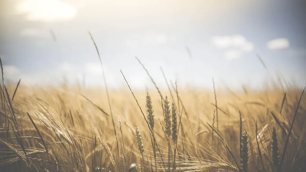 Golden wheat stalks under a bright, sunny sky, representing a rustic farming landscape.
