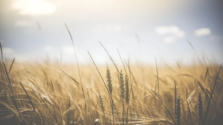 Golden wheat stalks under a bright, sunny sky, representing a rustic farming landscape.